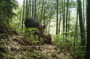 55 Species of Wild Animals 'Invade' Infrared Cameras