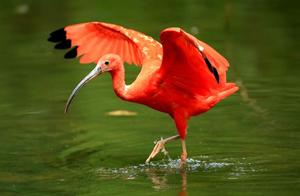 Scarlet Ibis