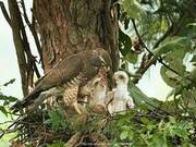 Grey-faced Buzzards Discovered in Shangnan Region, a Level-II Protected Bird Species