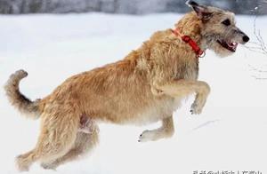 Top 10 Dog Rankings - Beloved Chinese Pastoral Dogs