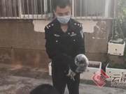 Yunnan Jinning Forest Public Security Rescues a National Level Protected Gray Owl