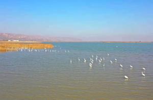 Spectacular! Tens of Thousands of Migratory Birds Rest in the Huanghe Yaohua Wetlands