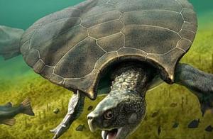 Paleontologists Discover Largest Turtle Ever Found, Massive Shell Dating Back 10 Million Years