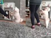Dog's Magical Steps Are Super Addictive - Difficult Moves Don't Discourage It