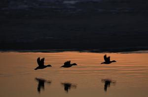 Spring Arrives in Beitun, Xinjiang (via Migratory Ducks)