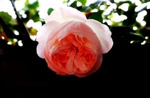 Essays in Verse: In the Next Life, Let's Be a Flower