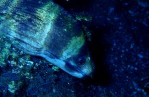 Water-dwelling Eel Sea Fish (114): Longwhiptoad Eel - Ambon Barred Moray