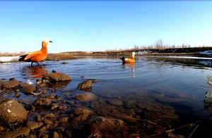 Spring Arrives in Altay, Xinjiang: 'Little Cuties' Return