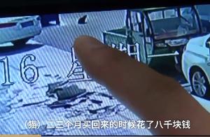 Woman Steals Pet Cat Worth 8,000 Yuan, Caught While 'Feeding' It at Home