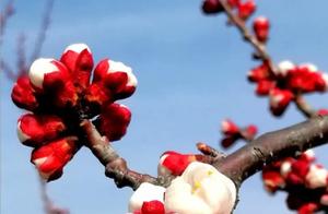 Spring breeze brings joy, blossoms smile in the branches
