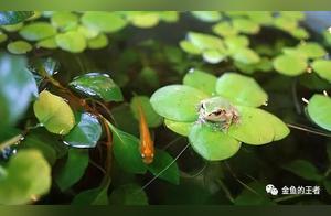 18 Types of Fancy Fish, Suitable for Water, Beautiful and Easy to Raise