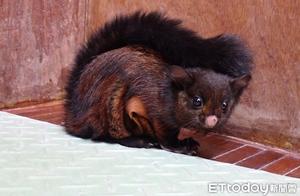 Flying Squirrel Enters Residence, Reunited with Forest Allies