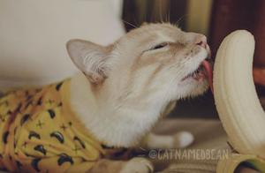Cat Absolutely Loves Bananas, Showing a Mesmerizing Expression That's Hard to Resist