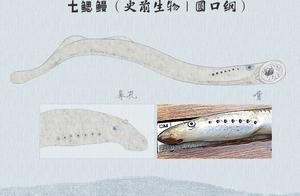 The Seven-Gill Salamander’s Autobiography: How I Survived from the Paleozoic Era to Today