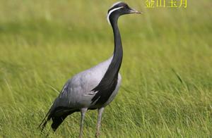 Birds Question Answer Sky Spirit Crane ()
