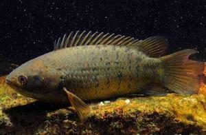 Climbing Fish