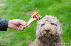 Why Dogs Eat Dry Bones Despite Lacking Meat? Here's the Reason