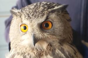Injured 'Hawk' Successfully Rescued by Dengkou Forest Public Security