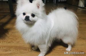 Netizens let the Pomeranian play on a mat, but it refused, dog: I think you're disgusted with me.
