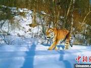Four Siberian Tigers Discovered in Tai Ping Gorge, Heilongjiang Province – Two ‘Settled’ in Protected Area