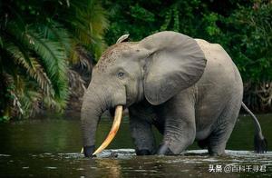 In the African Tropical Rainforest, There Still Lives a Third Kind of Elephant—The African Forest Elephant