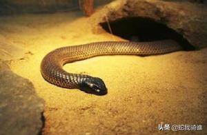 Inland Taipan and Arrow Poison Frog: Which is More Toxic?