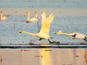 Yellow River Wetland Swans Dancing
