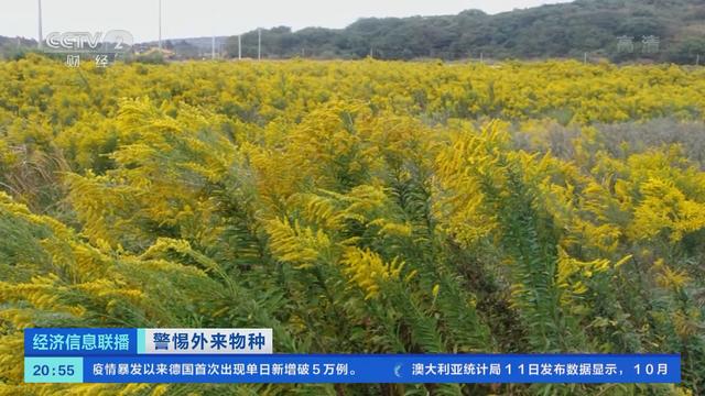 加拿大一枝黄花入侵1株就能繁殖成20000株呼吁市民发现即上报