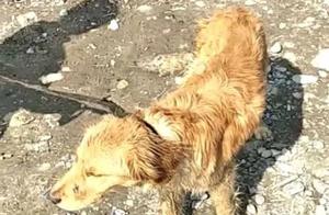 Heartbreaking! Bred Dogs Sold as Meat: 4-Month-Old Golden Retriever Used as a Dog Meat!