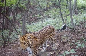Golden Leopards Return to Taihang Mountains: Stunning Ultra-High Definition Footage Released