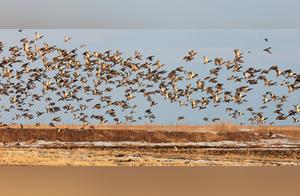 Chinese-Russian Border Lakes Receive Thousands of 'Northward' Migratory Bird Groups