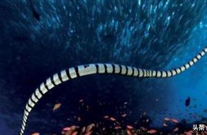 Second Most Toxic Sea Snake, Akiritlin, Dies Minutes After Being Bitten