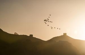 Chengde, Hebei: Wild Geese Fly Over the Jinshanling Great Wall