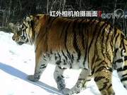 Wild Amur Tigers Discovered in Heihe Tai Pinggou National Nature Reserve