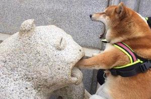 Golden Retriever Prices Have Fallen, But Many People Are Hesitant to Adopt Them – Netizens Say These 5 Disadvantages Are Terrible!