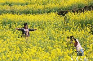Another Wave of High- Small Villages 'Take Center Stage,' Fujian's Flower Roads Begin!
