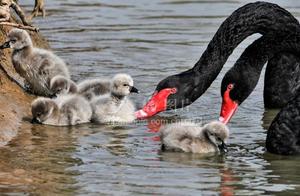 Zhaozhuang, Shandong: 'Newbie' Added to Black Swan Couple
