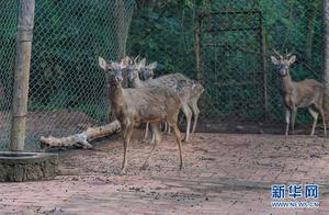 Haikou: Hainan Poyu Deer Move to ‘New Home’
