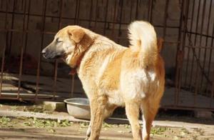 Hidden Native Fierce Dogs in Taihang Mountains, Their Charm is Limitless Due to Their Spirit