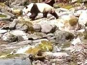 Wild Giant Pandas Reappear in Bai Shui River Protection Zone