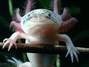 Six-Horn Dragon: A Critically Endangered Species