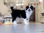 What moment makes you feel happy owning a dog, perhaps when it enthusiastically welcomes you home?