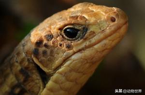 Square-Scaled Shield Gecko
