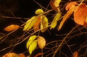 Night Cruise on Yangpu Harbor: Leaves Like a Painting, Scenic Serenity
