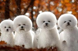 World Famous Dog NO: 55: Cute and Adorable 'Curly Bichon Frise' - Just Looking at It Makes You Want to Own One!