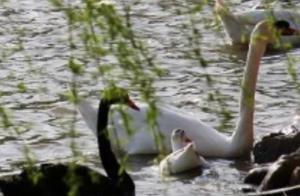 Pan-Area Tourism Viewing Guangping – Water Melody: The Crane Sings