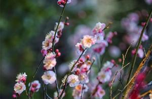 Photo CollectionWeihai's Spring - A Snapshot is Enough for a Mobile Wallpaper