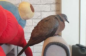 Once inside, this chubby pigeon readily found a place to sleep, it was actually completely unrecognized by anyone.