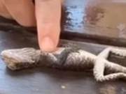 Australian Firefighters Save Drowning Lizard, 'Bringing it Back from the Brink' in Just 10 Minutes