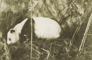 Giant Pandas’ ‘Close Relatives’ – The Small Panda